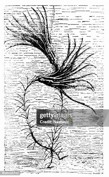 ilustraciones, imágenes clip art, dibujos animados e iconos de stock de crinoideos, lirios de mar, estrellas de la pluma, comatulids - scyphocrinites elegans