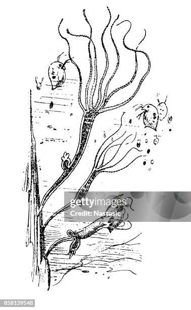 hydra or hydrozoa - biological immortality stock illustrations