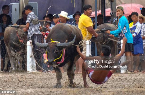 Rider falls from his animal as he competes at a festival honoring water buffaloes. The annual festival marks the end of Buddhist Lent.
