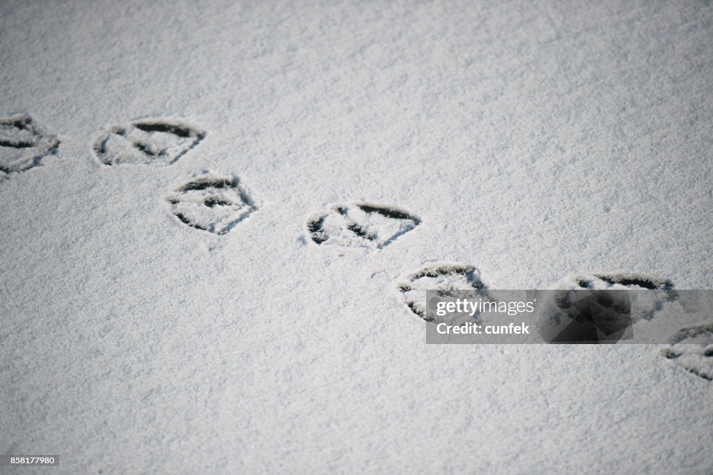 Duck footprints in snow