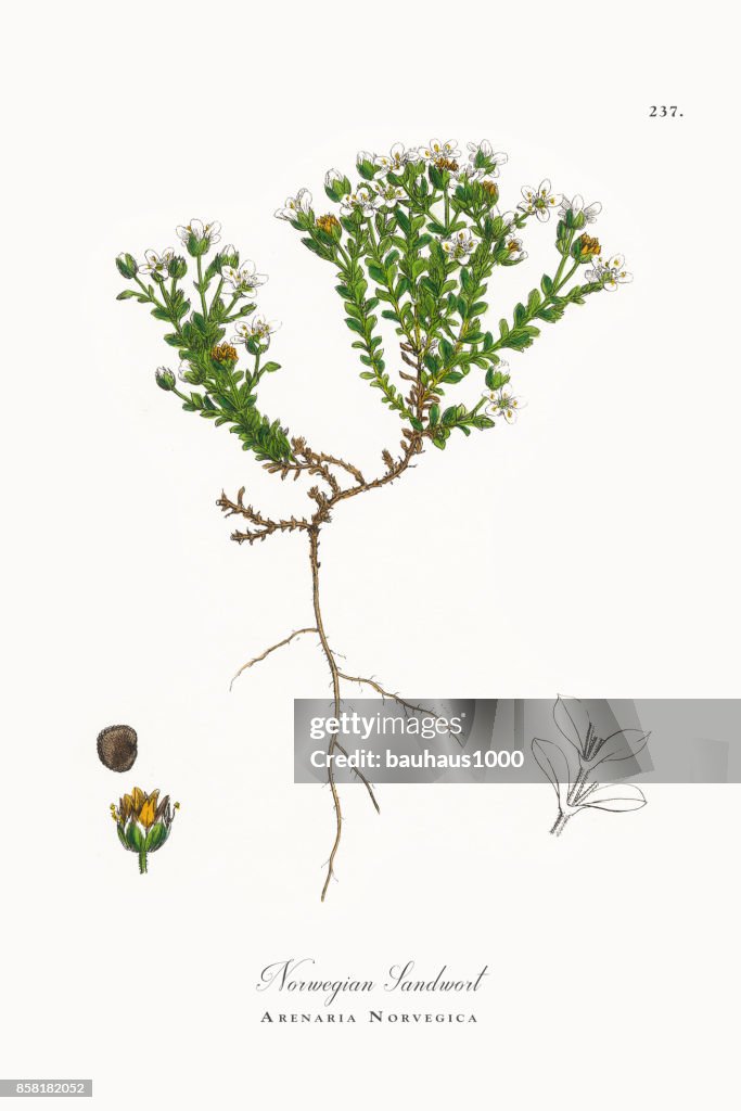 Norueguesa Sandwort, Arenaria Norvegica, ilustração botânica vitoriana, 1863