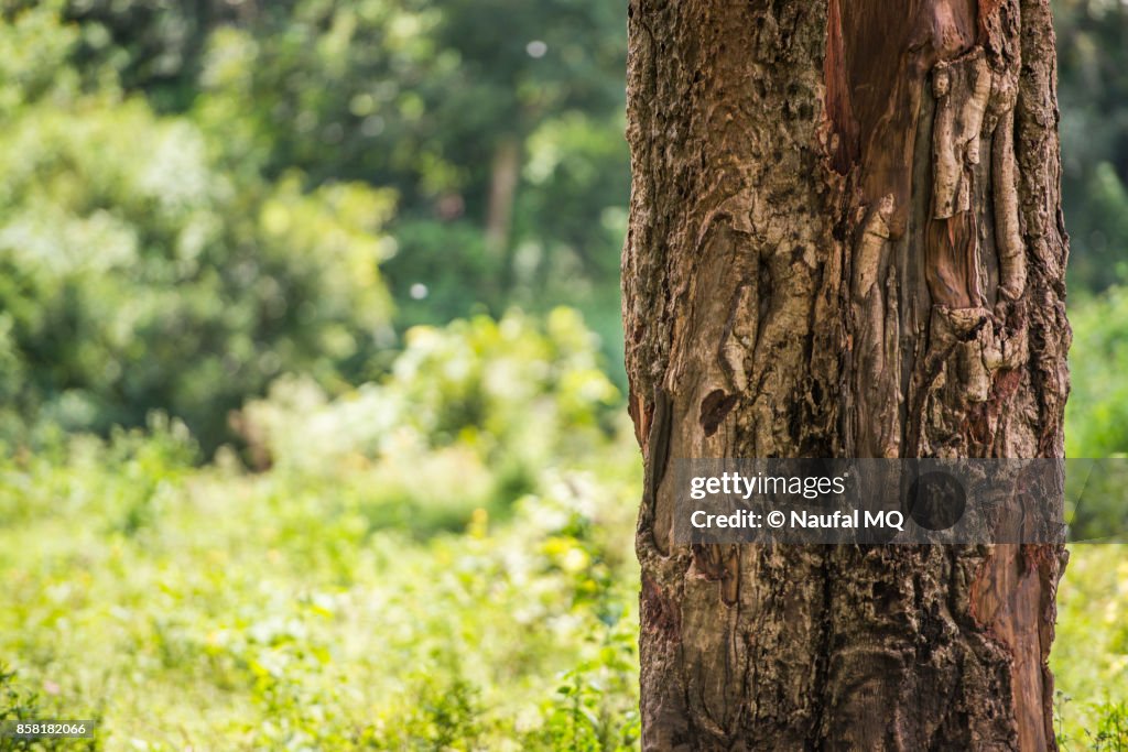 Tree trunk