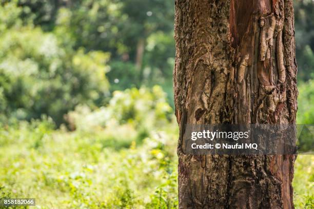 tree trunk - teak tree stock pictures, royalty-free photos & images
