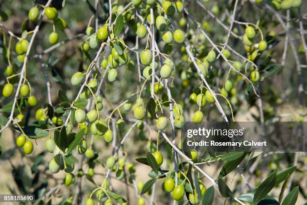 close-up of olives growing on tree in tuscany. - olive orchard stock pictures, royalty-free photos & images