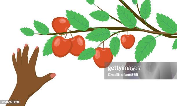 eine person herbst äpfel pflücken. - apple tree stock-grafiken, -clipart, -cartoons und -symbole