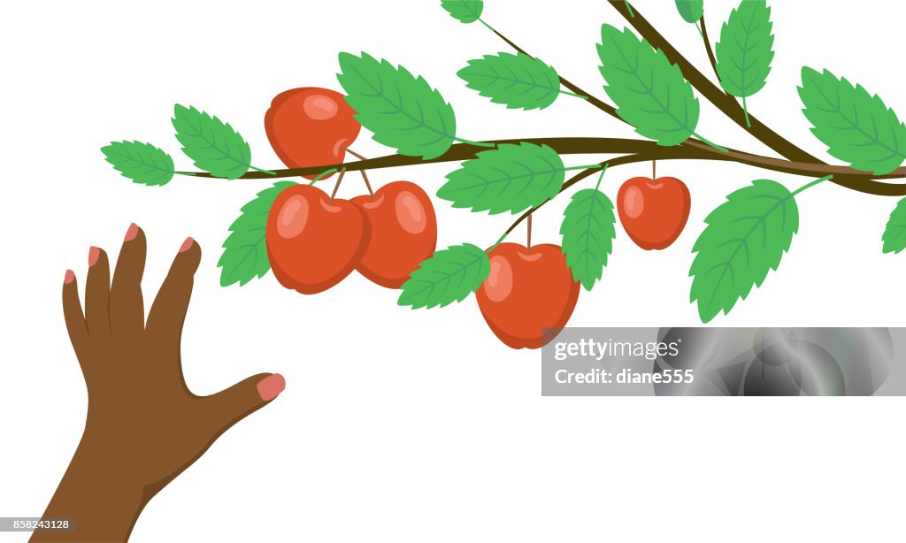 A Person Picking Fall Apples.