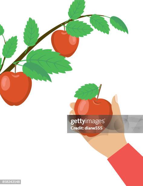 a person picking fall apples. - apple picking stock illustrations