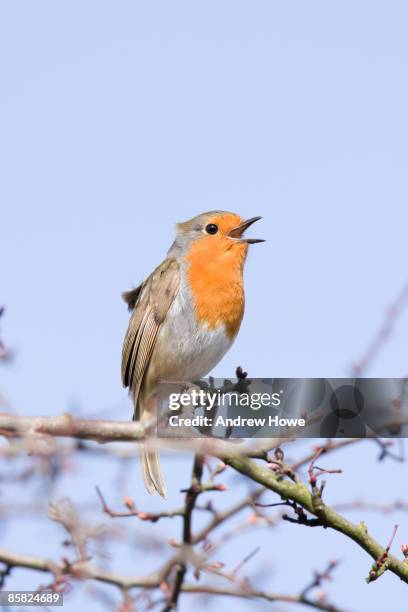 robin (erithacus rubecula) - ponteland photos et images de collection