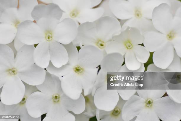 white flowers - small wedding stock pictures, royalty-free photos & images