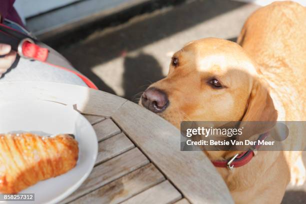 labrador dog looks at pastry on table in outdoor cafe. - begging animal behavior stock pictures, royalty-free photos & images