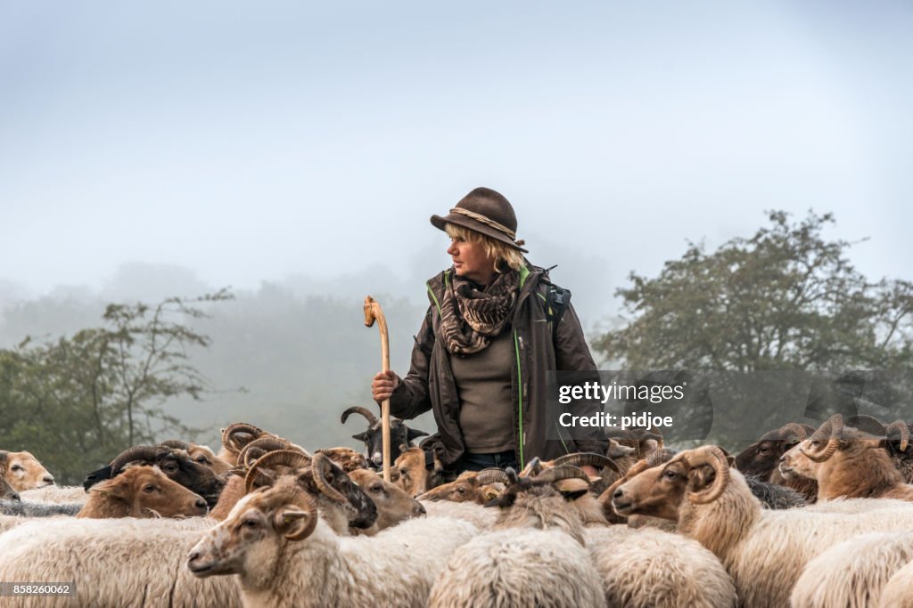 Vrouw hoeden schapen schapen vroeg in de ochtend bij zonsopgang