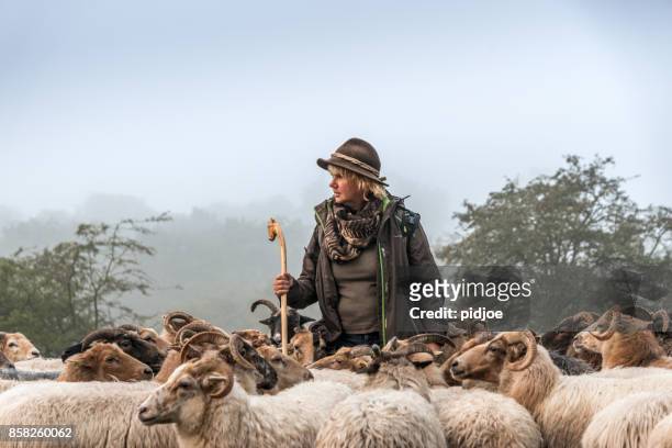woman herding sheep sheep early morning at sunrise - herd stock pictures, royalty-free photos & images