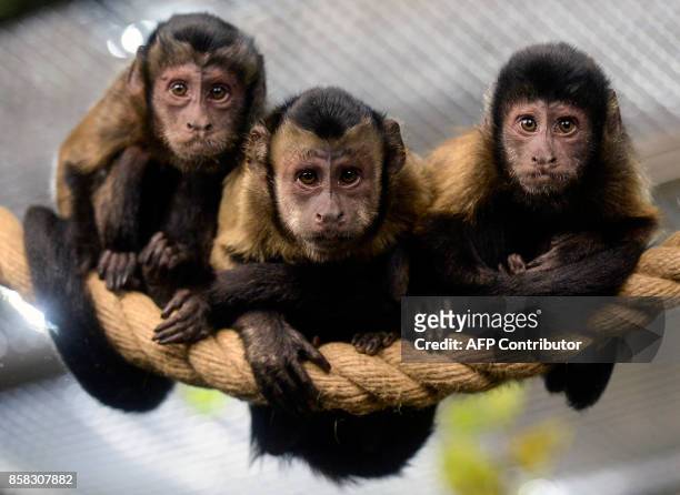 Brown Capuchin monkeys sit on a rope in an enclosure at the city zoo in Saint Petersburg on October 6, 2017. / AFP PHOTO / Olga MALTSEVA