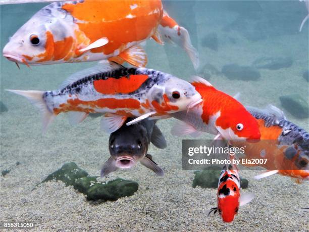 beautiful coys in a fish shop in rain - koi carp stock pictures, royalty-free photos & images