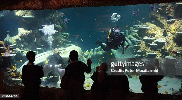 School children look up divers feed the tropical fish and stingrays at the Sea-Life London Aquarium on April 7, 2009 in London, England. The newly...