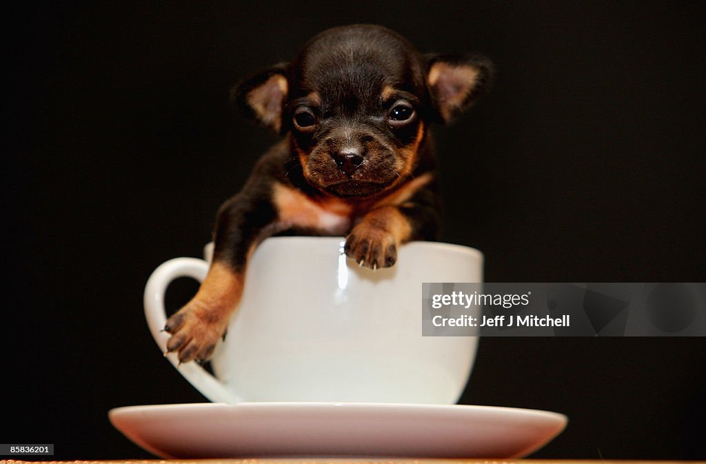 Newborn Chihuahua Is One Of The World's Smallest Puppies