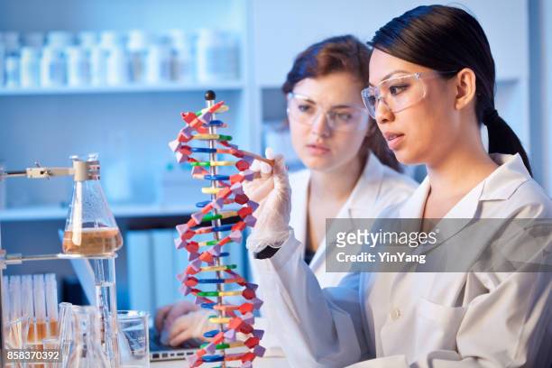 two genetic scientists chemists working together in a laboratory - chemistry model stock pictures, royalty-free photos & images