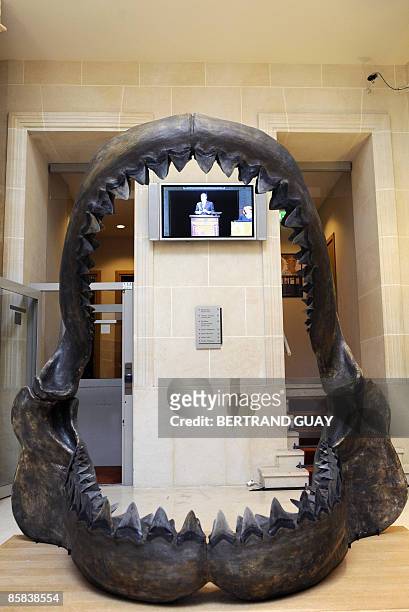 This picture shows a giant Carcharodon Megalodon shark jaw before being sold during an auction at Christie's house in Paris on April 7 as part of a...