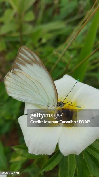 butterfly on white flower - foap stock pictures, royalty-free photos & images