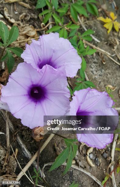 close-up of purple flower - foap stock pictures, royalty-free photos & images