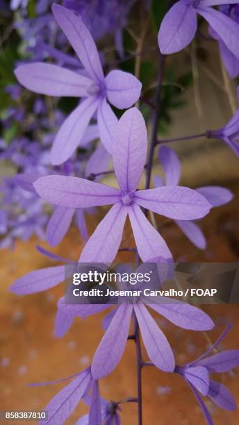 purple flower blooming - foap stock pictures, royalty-free photos & images