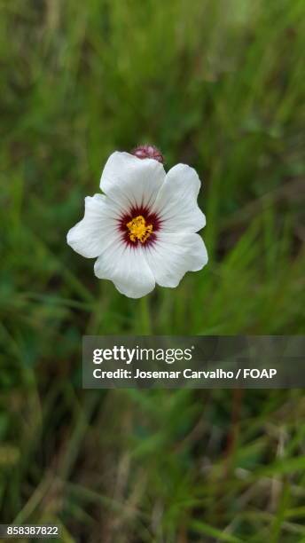 insect on white flower - foap stock pictures, royalty-free photos & images