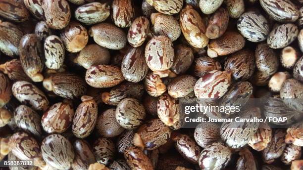 full frame of castor bean - foap stock pictures, royalty-free photos & images