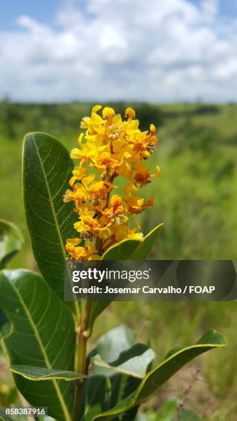 close-up of yellow flower - foap stock pictures, royalty-free photos & images