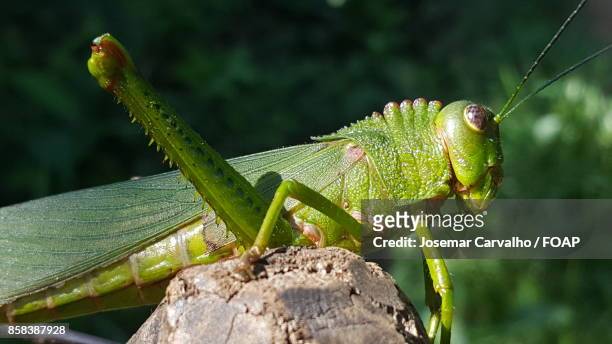 close-up of grasshopper - foap stock pictures, royalty-free photos & images