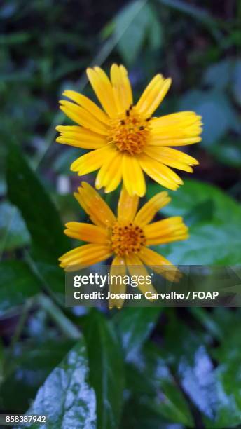 close-up of yellow flower - foap stock pictures, royalty-free photos & images