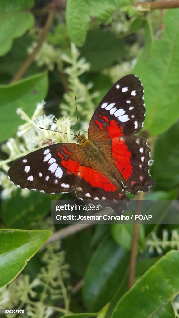 High angle view of monarch butterfly