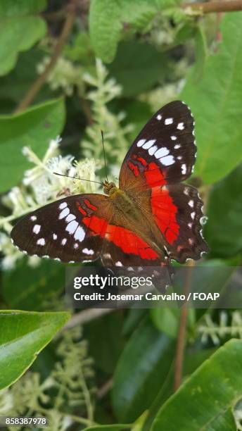 high angle view of monarch butterfly - foap stock pictures, royalty-free photos & images