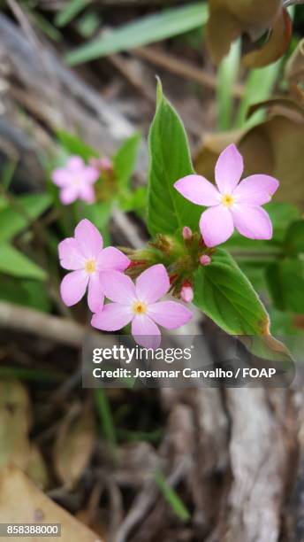 elevated view of flower and bud - foap stockfoto's en -beelden