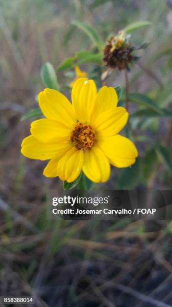 close-up of beautiful flower - foap stockfoto's en -beelden