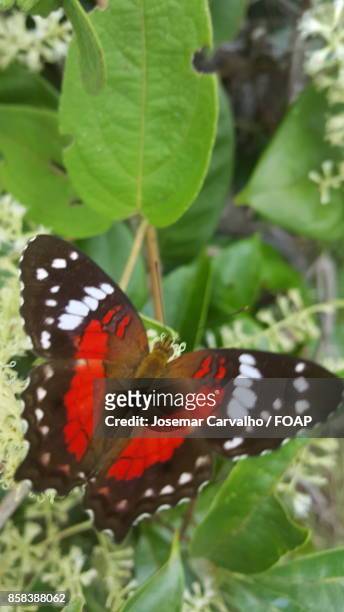 red butterfly on green leaf - foap stockfoto's en -beelden