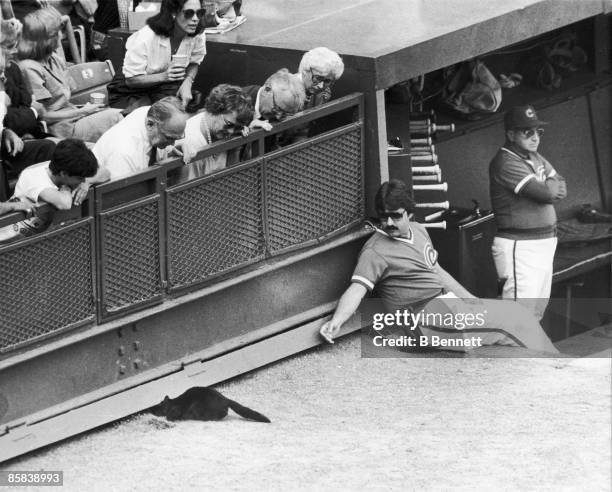 Baseball fans lean over the barrier to watch a black cat on the field near the Chicago Cubs dugout during a game against the New York Mets at Shea...