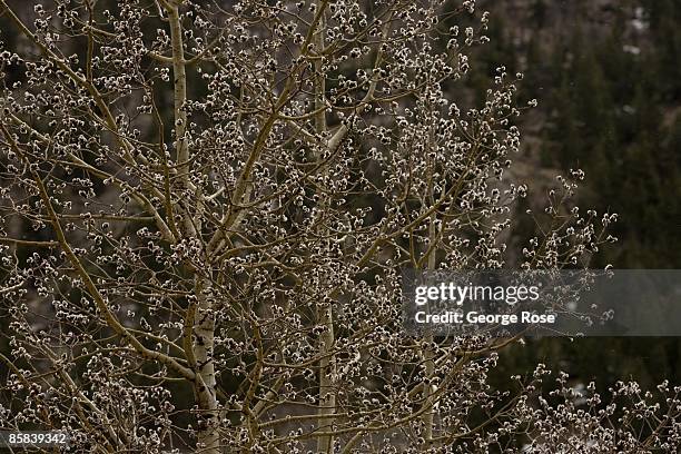 The Aspen trees begin to bloom just outside this gold mining town as seen in this 2009 Idaho Springs, Colorado, spring photo.