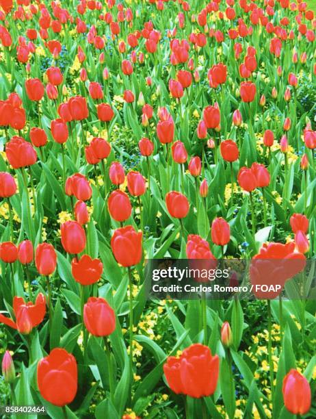 view of red tulip flowers - foap stockfoto's en -beelden