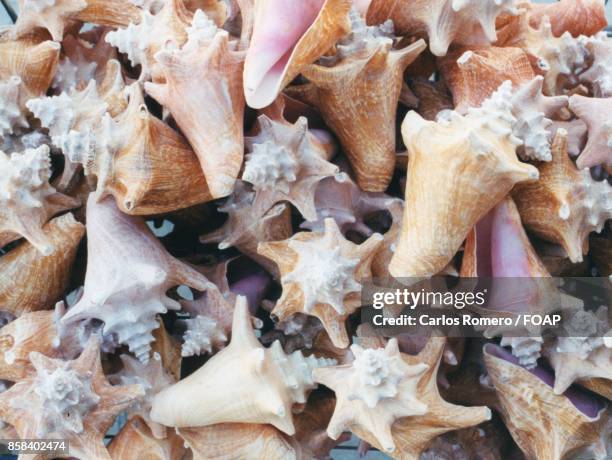 full frame of conch shell - foap stockfoto's en -beelden