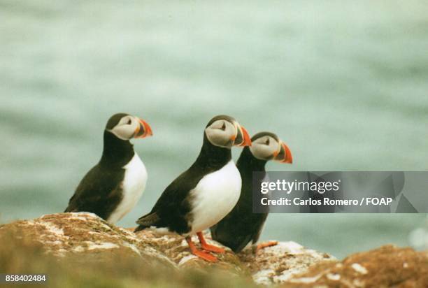 small group of icelandic puffins - foap stock pictures, royalty-free photos & images