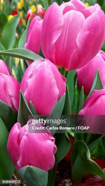 close-up of pink tulip flowers - foap stock pictures, royalty-free photos & images