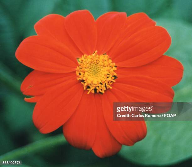 high angle view of orange flower - foap stockfoto's en -beelden