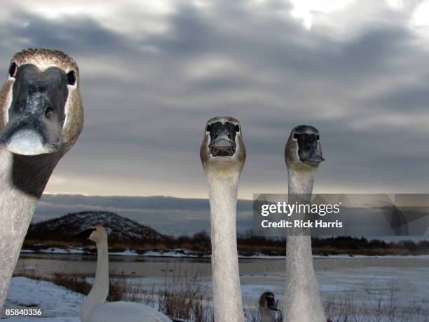 swans, lake ontario - whitby canada foto e immagini stock