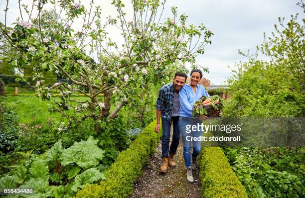 coppia di agricoltori che raccolgono verdure in fattoria - mature men foto e immagini stock