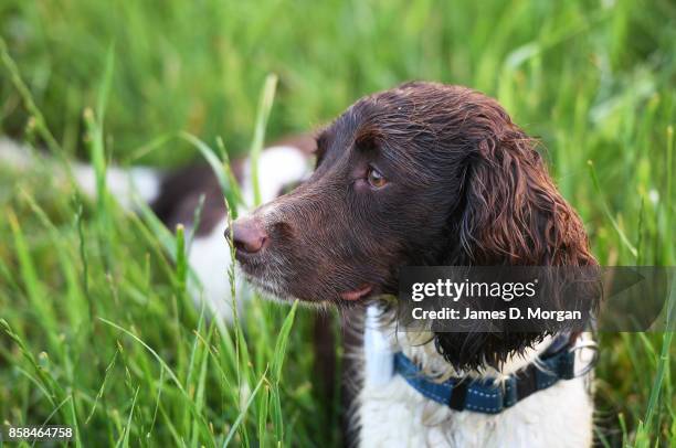 Cute wet dog in tall green grass in France on June 24th 2017