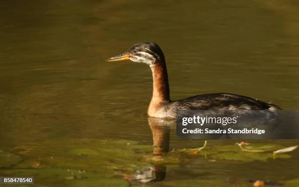 a rare red-necked grebe (podiceps grisegena) swimming in a lake. - roodhalsfuut stockfoto's en -beelden