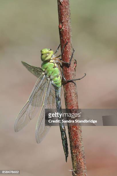 a newly emerged emperor dragonfly (anax imperator ) perched on a plant. - anax imperator stockfoto's en -beelden