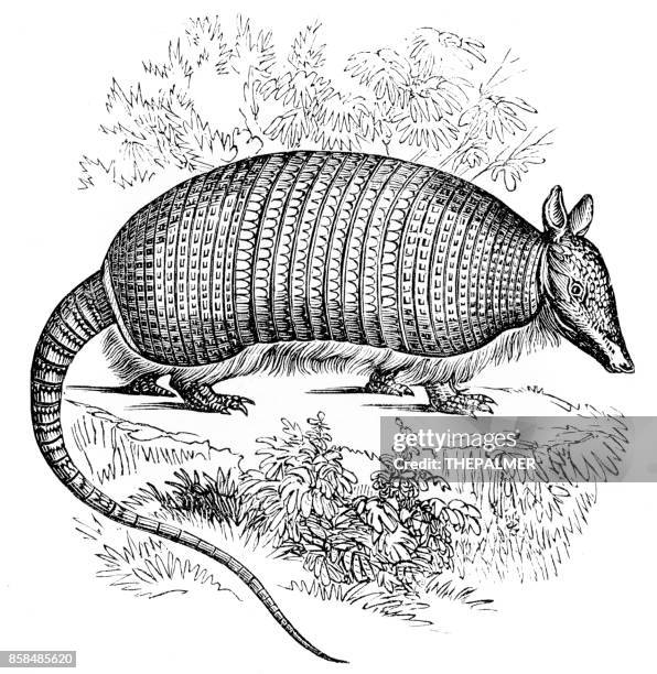 armadillo engraving 1893 - armadillos stock illustrations