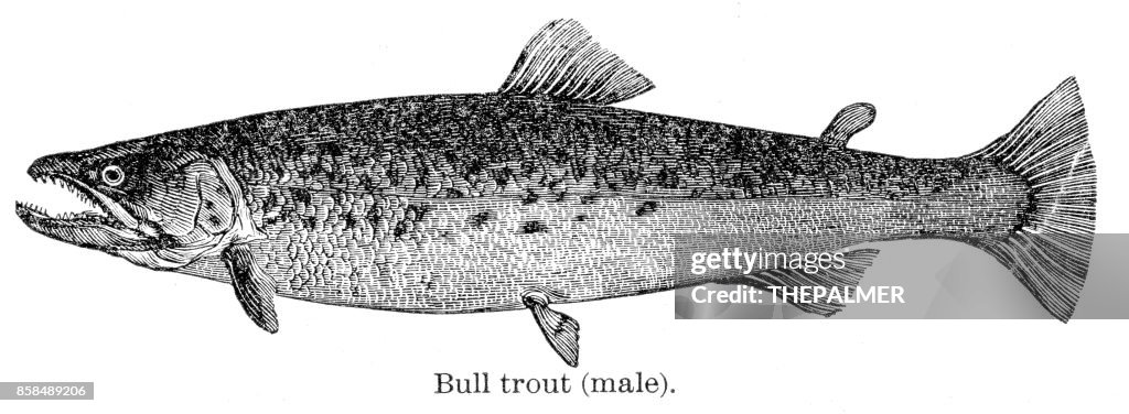 Bull trout fish engraving 1893