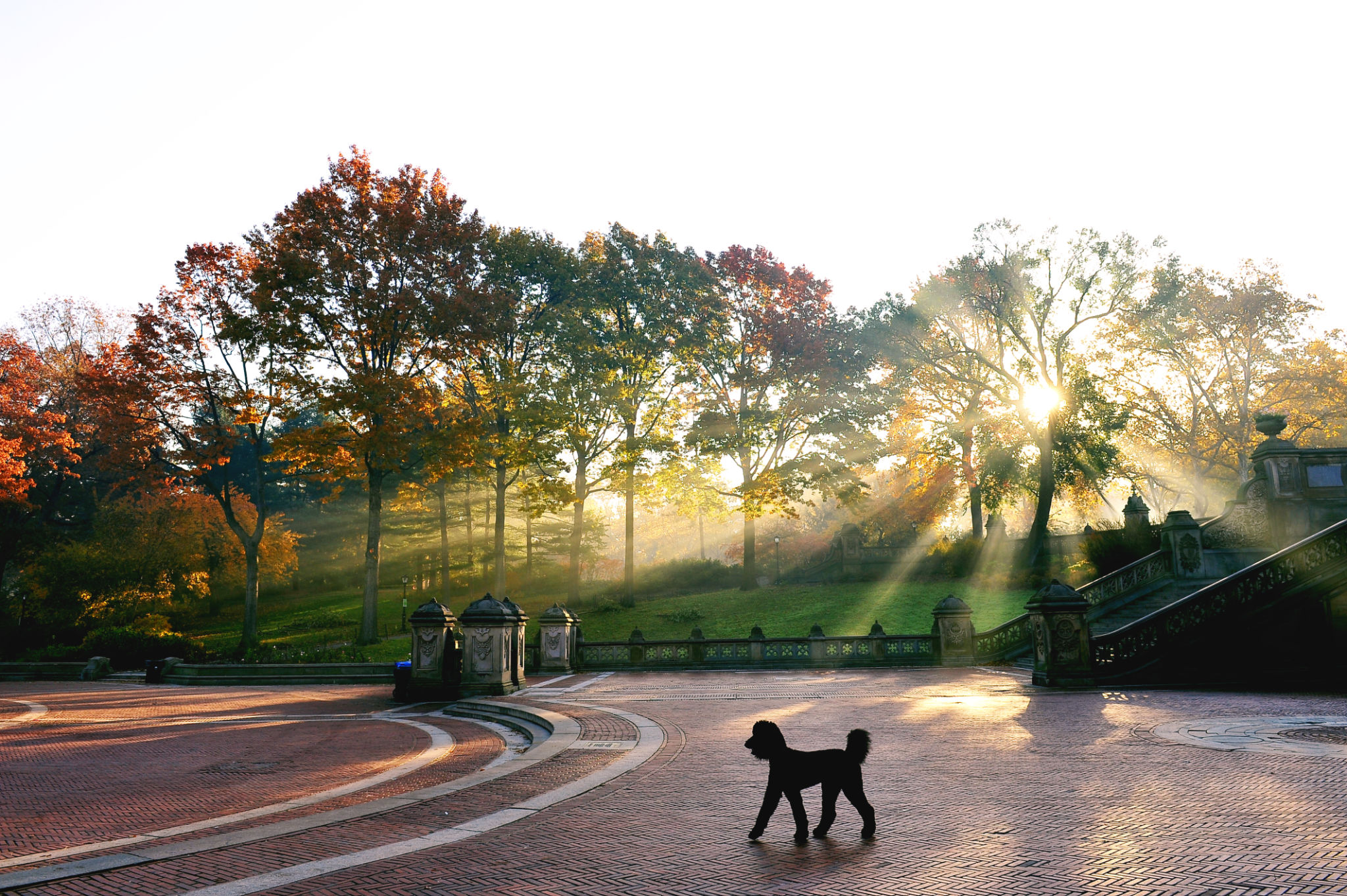 central park dog